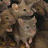 Farmers finding novel ways to cope with devastating mouse plague