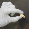 Tooth’s truth revealed: DNA tells us who held artefact 20,000 years ago