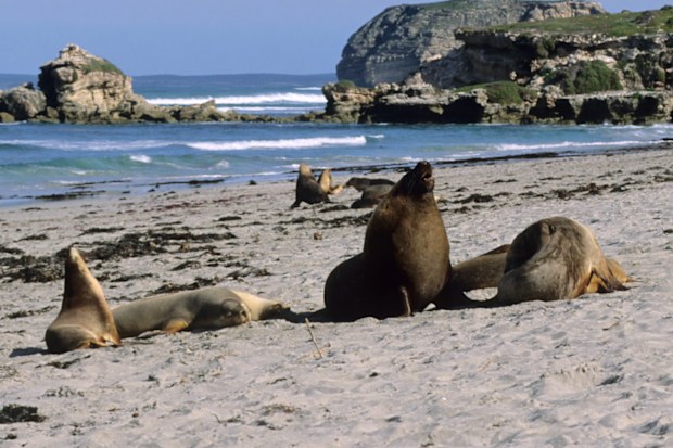 Seal Bay at Kangoroo Island. Habitat of the australian sea lions.
