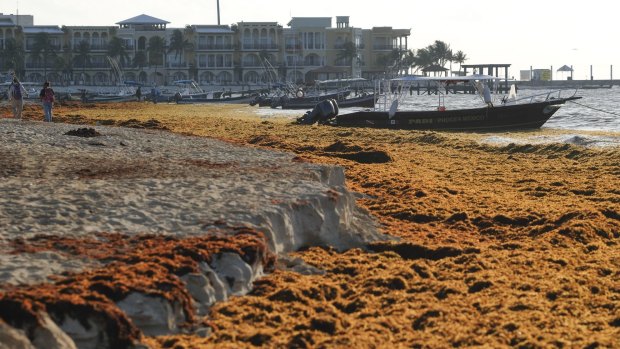 Sargassum seaweed covers the beach in Playa del Carmen, Mexico in May. 