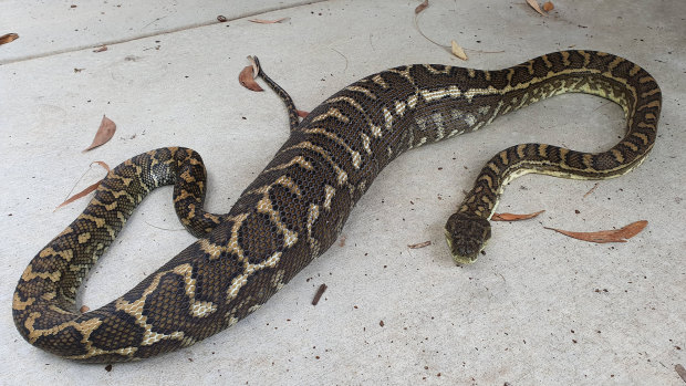 A large python was discovered after eating a pet cat on the Sunshine Coast.