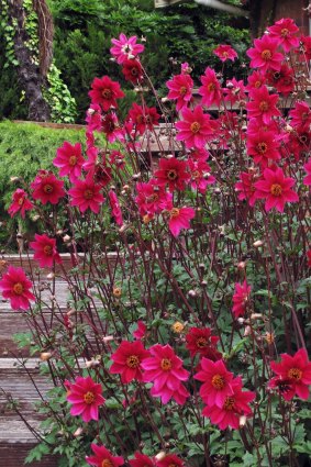 Now is the time to deadhead your dahlias.