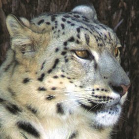 Sheva the snow leopard lived at the Canberra National Zoo and Aquarium for 16 years before passing away aged 19 in late 2018.