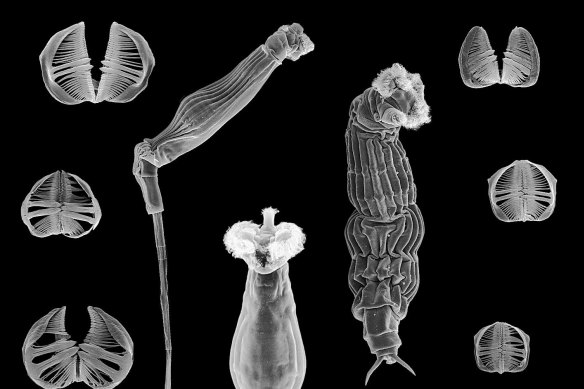 These microscopic creatures have complex systems with brains and muscles and guts. 
