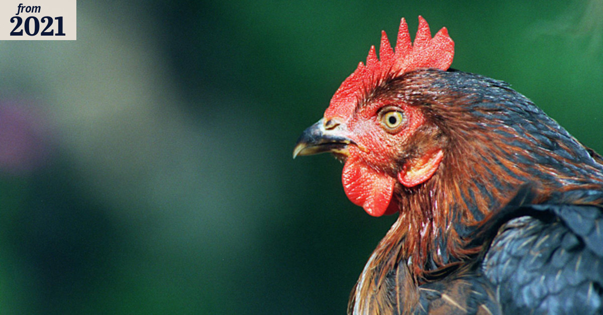‘They need company’: 12 rules for keeping backyard chooks