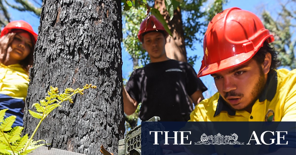 Indigenous researchers keep tabs on totem plants and animals after fires - Vimarsana News