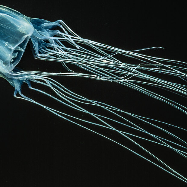 Delicate and deadly: box jellyfish have 60 billion heart-stopping poison sacs on their tentacles.