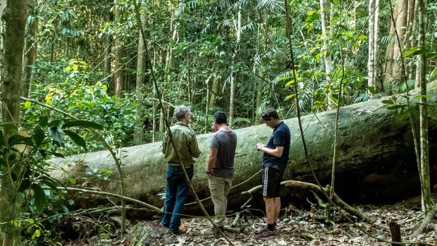 The 40-metre yellow walnut tree in the World Heritage-listed Daintree Rainforest fell in such a way that the rare indigenous carving telling of the Yalanji Lizard Man was accessible. 