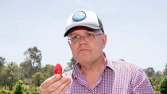 Prime Minister Scott Morrison eats a strawberry during a visit to a farm in Chambers Flat on Monday.