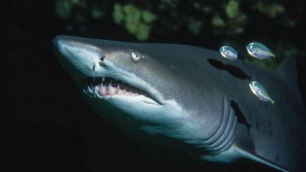 A Greynurse Shark at a depth of 17 m, off Sydney in 2001.