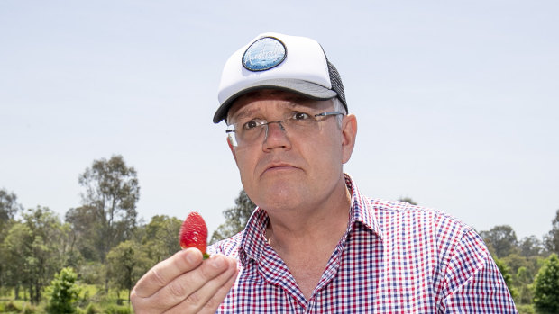 Prime Minister Scott Morrison eats a strawberry during a visit to a farm in Chambers Flat on Monday.