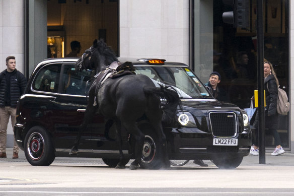 One of the horses collides with a taxi in London.