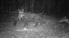 “You have to make a choice between cats and wildlife,” says Katherine Moseby of Arid Recovery.