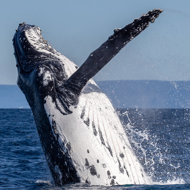 A humpback whale off the coast of Cronulla and Bundeena this winter.