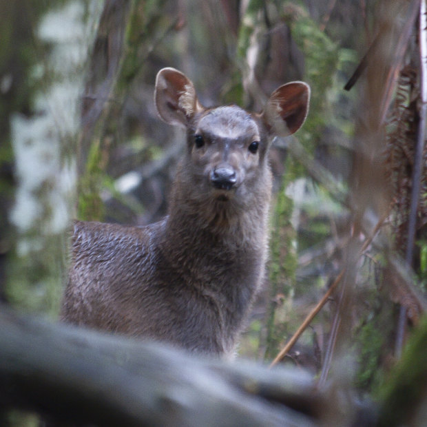 A feral deer in Sherbrooke Forrest.