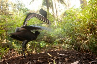 New research shows lyrebirds dancing after mating as research raise questions over what else they don’t know.