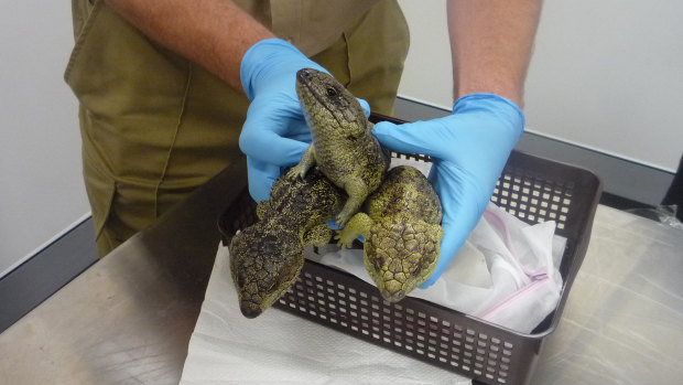 Some of the bobtail lizards that were allegedly being smuggled out of Australia.