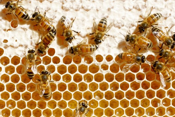 The New Zealand government is supporting a group of domestic honey producers seeking to register the term “manuka honey” as a certification trademark in China.