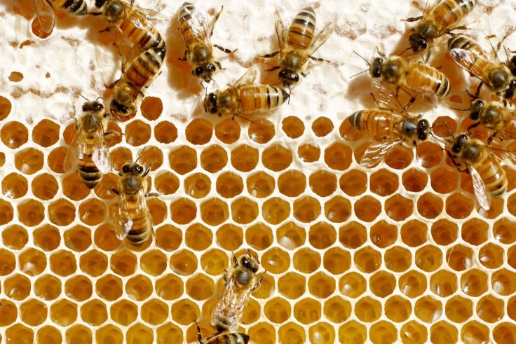 længst Problem Teoretisk Chemical concerns after mass bee kill
