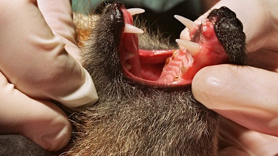 Hawthorn man survived bite from bat infected with '100% fatal' virus