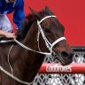 'Great sadness': Winx loses her first foal