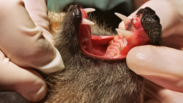 A flying fox at Healesville Wildlife Sanctuary is checked over for lyssavirus. 