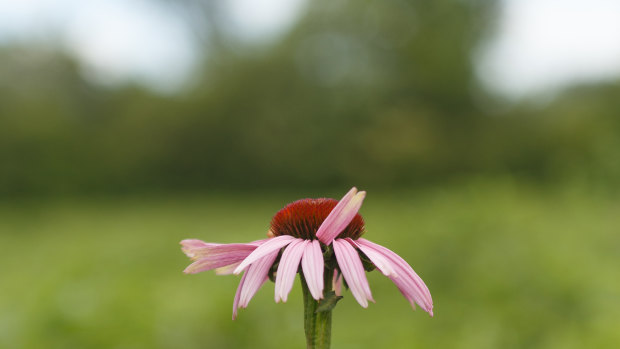 Echinacea has all sorts of immunity-enhancing qualities.