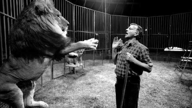 Robinson’s Circus lion trainer Steve Robinson with Sultan. 