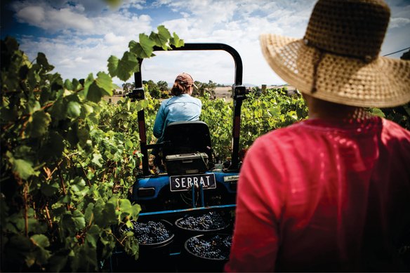 Serrat in the Yarra Valley, Vic.