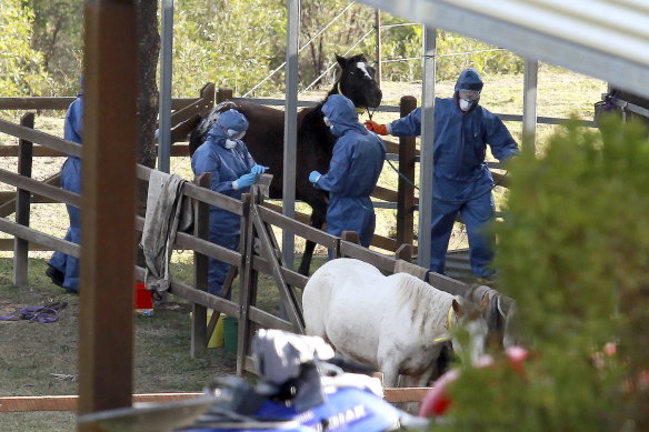 Biosecurity Queensland staff take samples from horses on a property in Mount Alford after a hendra detection in 2011.