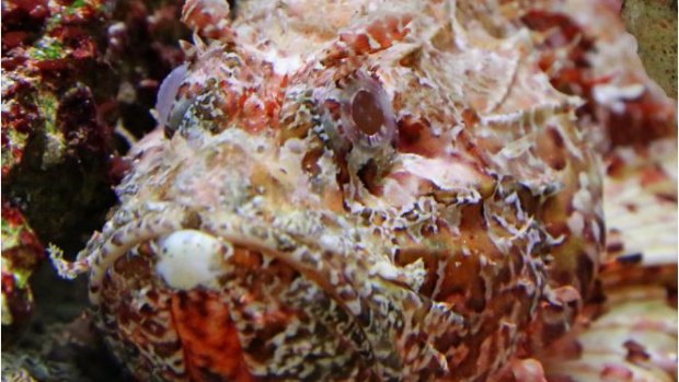 Stonefish usually lie motionless, partially buried around coral, rocky reef, rubble or aquatic plants.