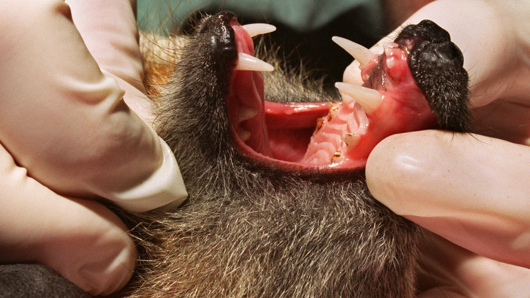Do bats hotsell bite dogs