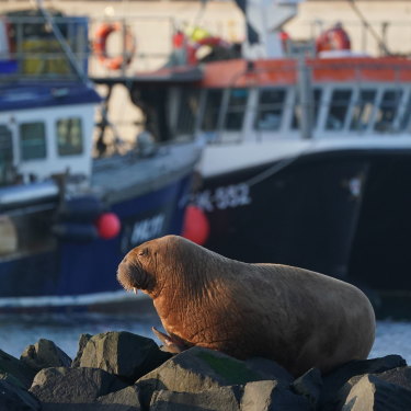 A walrus, usually found in the North Pole or in the Arctic Ocean, sits on rock at Seahouses on the North Northumberland coast, England, last month.