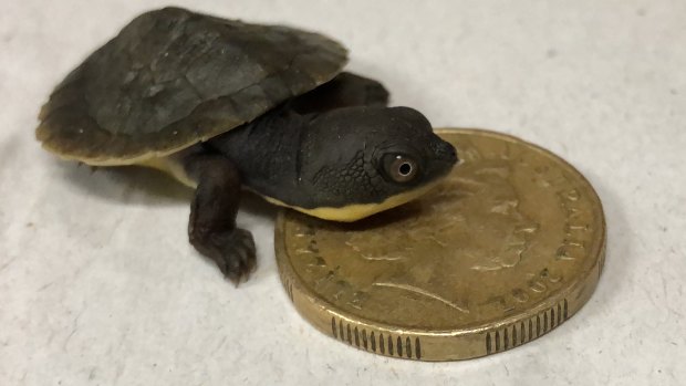 Baby boom for rare turtle on the edge of extinction