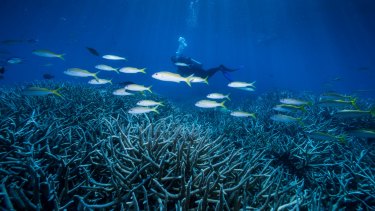 Higher ocean temperatures are responsible for coral bleaching at the Great Barrier Reef.