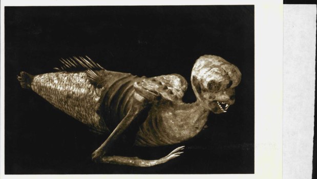 The 'Fee-jee' (Fiji) Mermaid, thought to be the celebrated fake displayed by P. T. Barnum in the 1840s, seen here in the Secrets of the Sea exhibition at the National Maritime Museum, Darling Harbour. The tail, teeth and fingernails of the mermaid are from real fish, the rest is papier mache and wood with hair of wool. Lent by Peabody Museum of Archaeology and Ethnology, Harvard University. Gift of the Heirs of H. David Kimball. December 1, 1999. 