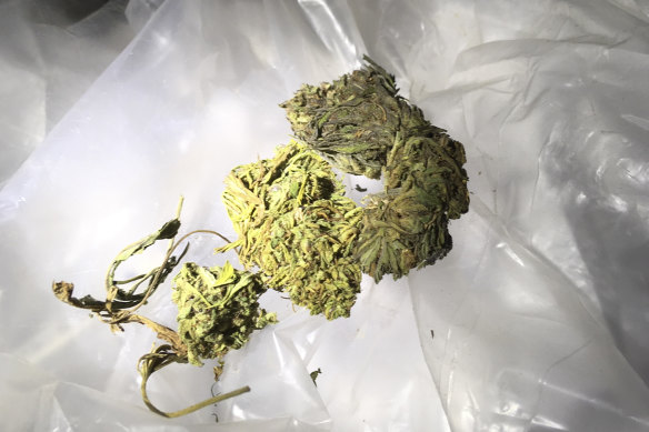 A file photo showing marijuana seized by police. The case in "BMJ Case Reports" was the first reported “prison-acquired marijuana-based rhinolith” in the world, the clinicians wrote.