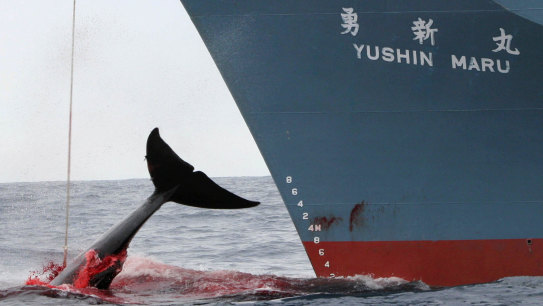 Moratorium on commercial whaling best sale