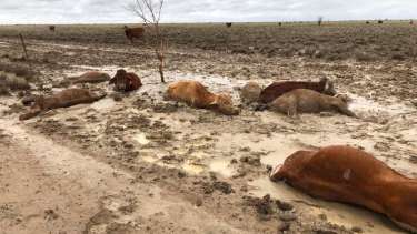 Trapped and dead livestock near flood-ravaged Julia Creek in north-west Queensland.