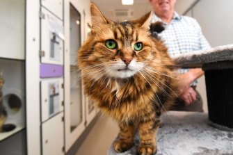 The Cat Haven alleges handwritten notes made in April 2019 “appear to relate to an intention to dispose” of Brim’s property.