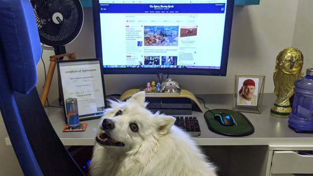 Link the dog at Matt Bungard's work station.