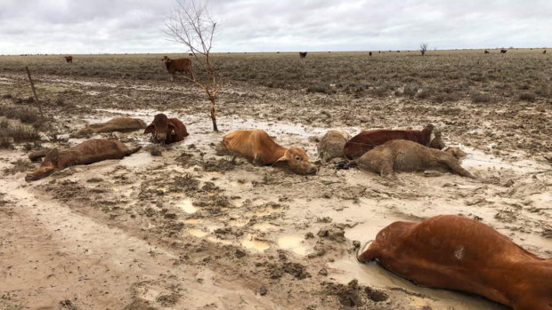 Trapped and dead livestock near flood-ravaged Julia Creek in north-west Queensland last month.