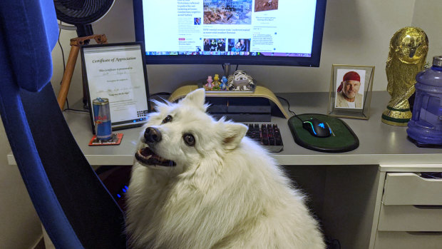 Link the dog at Matt Bungard's work station at home.