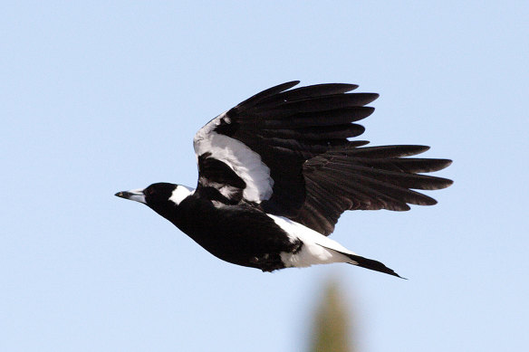 Is it a sign? The magpie that flew laps inside the playing field as players had their last training session made fans’ hearts soar.