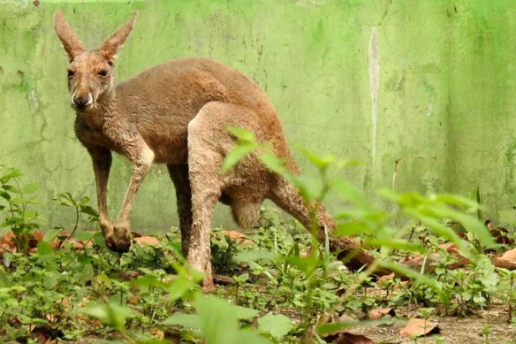One of the starving kangaroos rescued after it was found wandering the streets in Bengal.