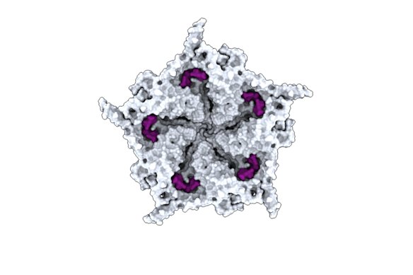 Una ricostruzione atomica di uno dei virus creati da un modello di IA chiamato Evo.