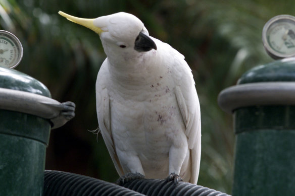 Sulphur-crested cockatoos learn skills from their peers - including how to open and scavenge from bins.