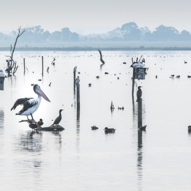 Western Treatment Plant wetlands and birds. The plant is declared an internationally-significant wetland and home to nearly 300 bird species.