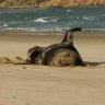 Did a seal eat your holiday pics? A New Zealand scientist wants to know