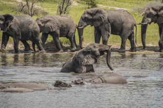 African elephants socialise along the Boteti River in Botswana, where numbers have swelled in recent years.